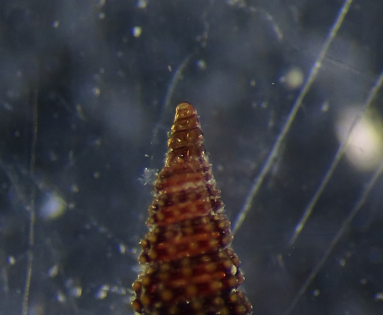 Cerithiopsis da ID